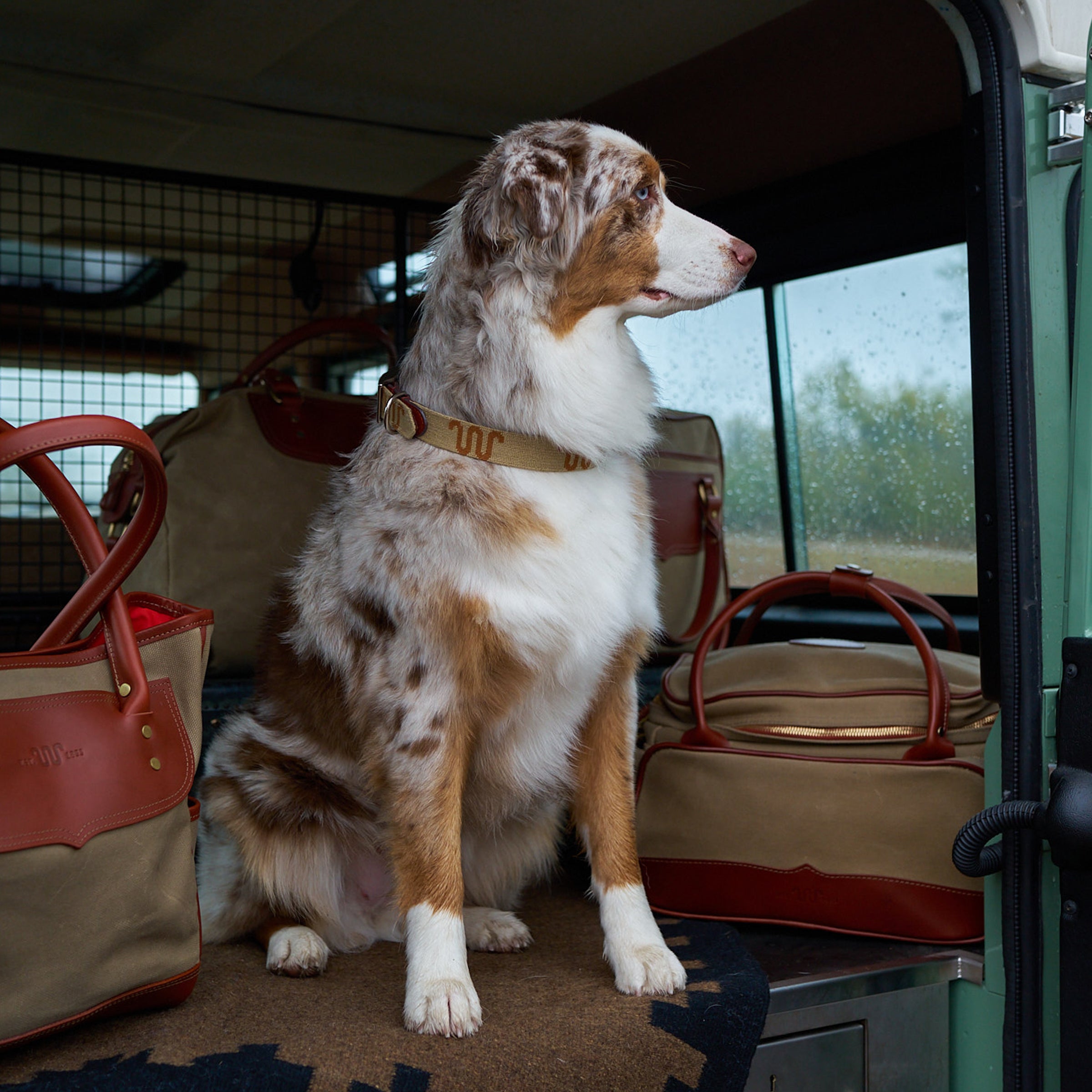 King Ranch Dog Collar