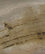 Natural Color Swatch - 225801NAT