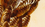 Quail Scarf Cream