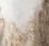 White - Whitetail Antler Tine