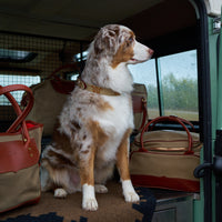 King Ranch Dog Collar